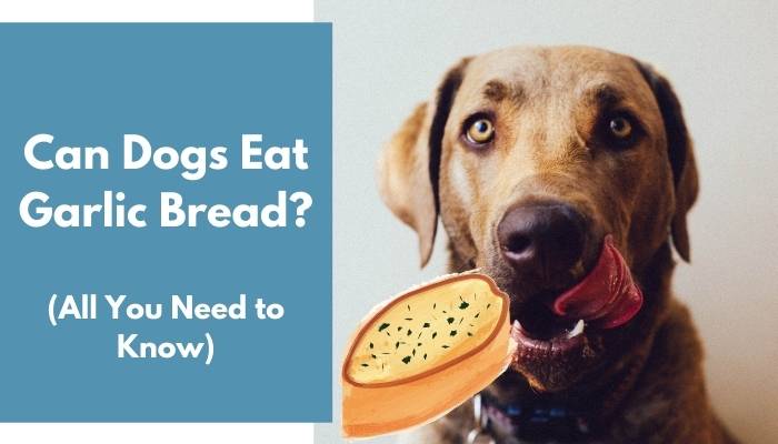 Can Dogs Eat Garlic Bread