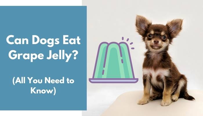 Can Dogs Eat Grape Jelly