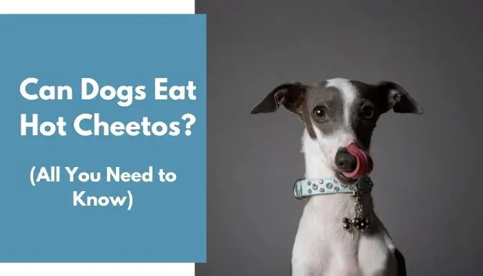 Can Dogs Eat Hot Cheetos