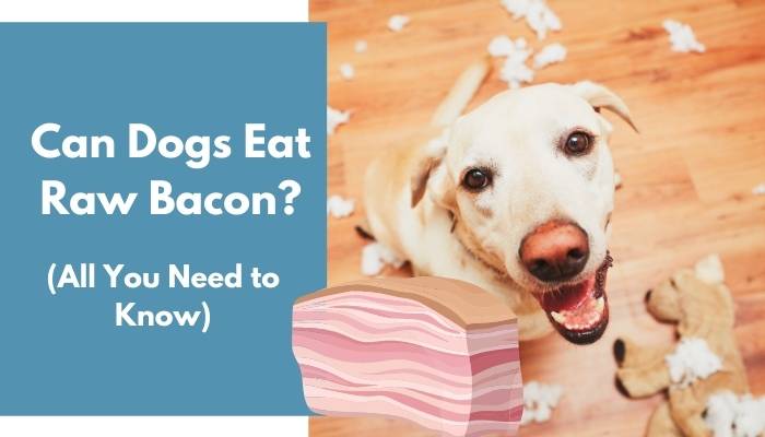 Can Dogs Eat Raw Bacon