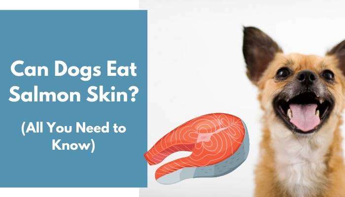 Can Dogs Eat Salmon Skin