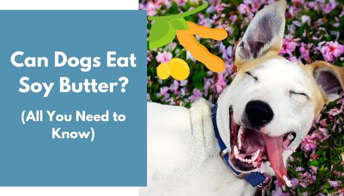 Can Dogs Eat Soy Butter