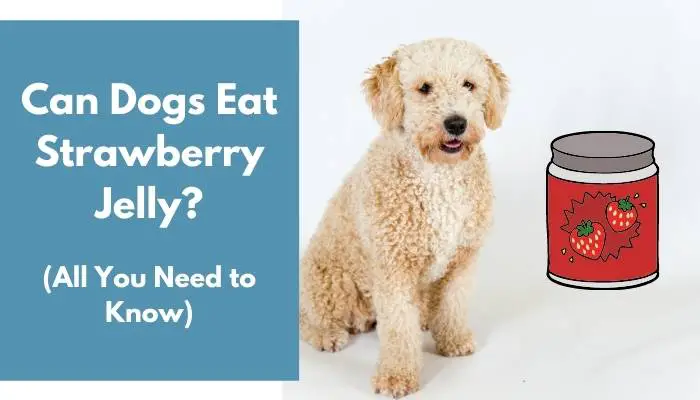 Can Dogs Eat Strawberry Jelly