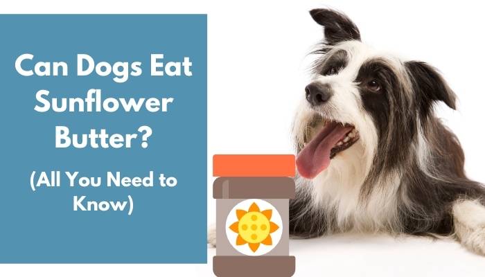 Can Dogs Eat Sunflower Butter