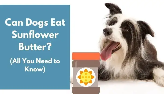 Can Dogs Eat Sunflower Butter All You Need To Know Animalfate Can Dogs Eat Sunflower Butter All You Need To Know Animalfate