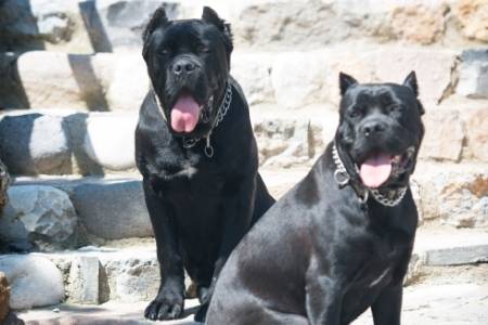 Cane Corso