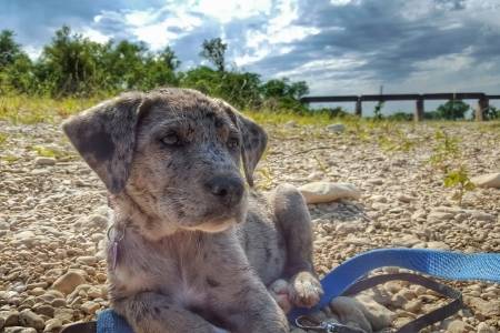 Catahoula Bulldog