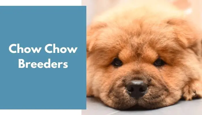 Chow Chow Breeders