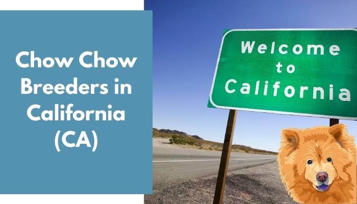 Chow Chow Breeders in California (CA)