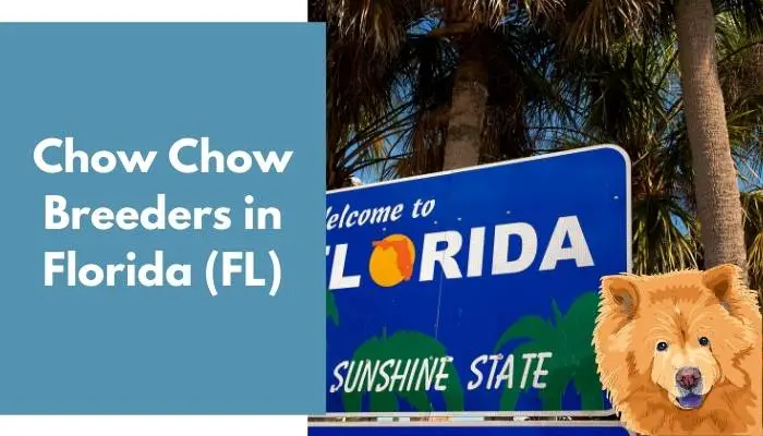 Chow Chow Breeders in Florida (FL)