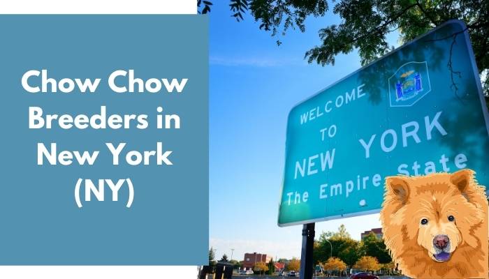 Chow Chow Breeders in New York (NY)