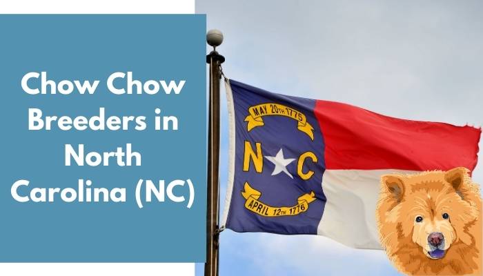 Chow Chow Breeders in North Carolina (NC)