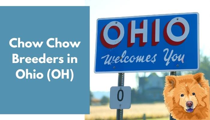 Chow Chow Breeders in Ohio (OH)