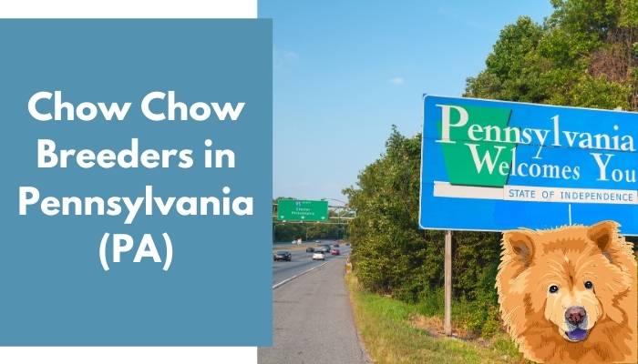 Chow Chow Breeders in Pennsylvania (PA)