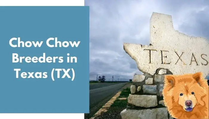 Chow Chow Breeders in Texas (TX)