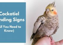 Cockatiel Bonding Signs (All You Need to Know)