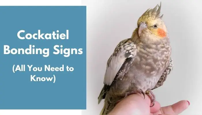 Cockatiel Bonding Signs