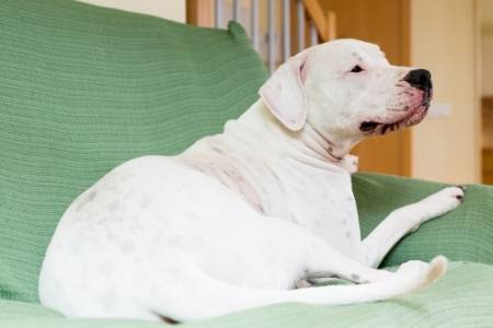 Dogo Argentino