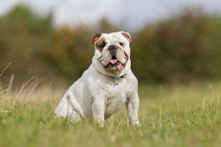 English Bulldog