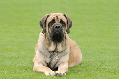 English Mastiff