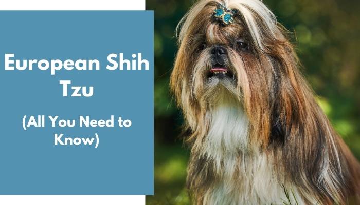 European Shih Tzu dog breed