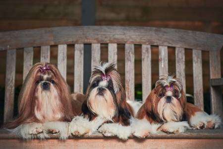 European Shih Tzu dog