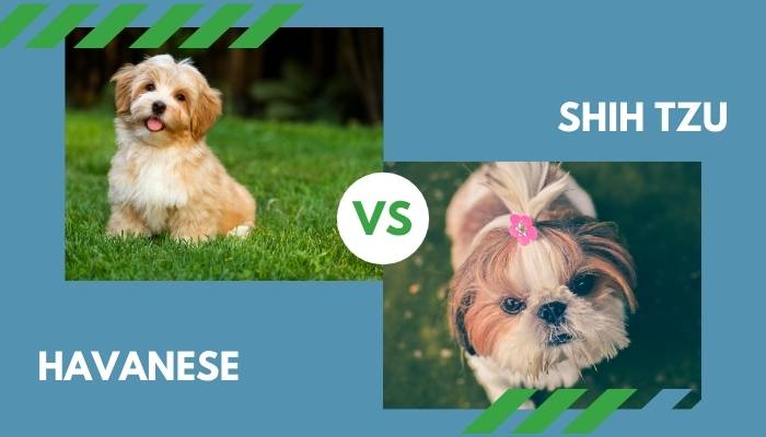 Havanese vs. Shih Tzu