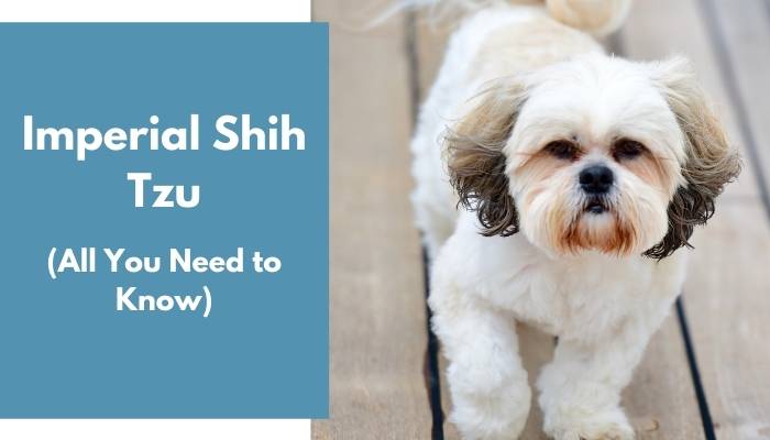 Imperial Shih Tzu dog breed