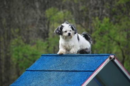 Imperial Shih Tzu dog