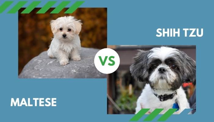 Maltese vs. Shih Tzu