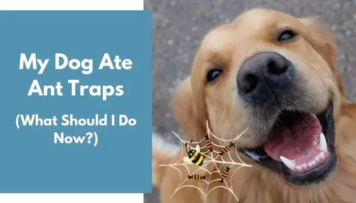 My Dog Ate Ant Traps What Should I Do Now 4 Tips Animalfate