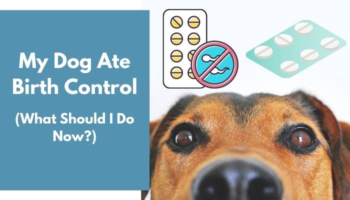 My Dog Ate Birth Control