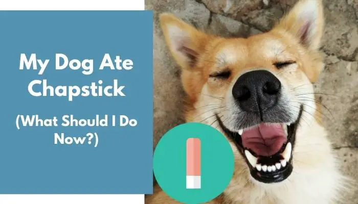 My Dog Ate Chapstick