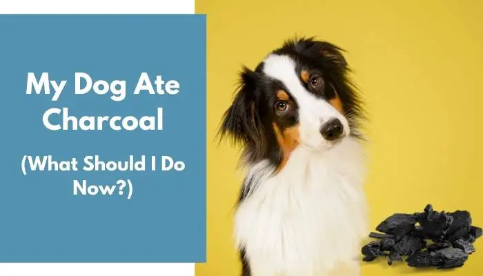 My Dog Ate Charcoal: What Should I Do Now? (4 Tips)