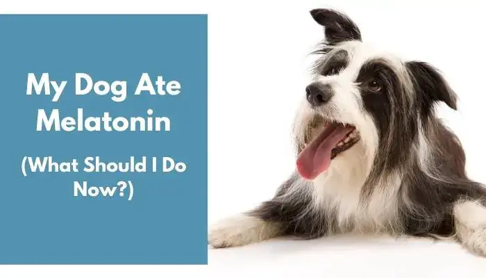 My Dog Ate Melatonin What Should I Do Now 3 Tips Animalfate My Dog Ate Melatonin What Should I Do Now 3 Tips Animalfate