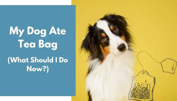 My Dog Ate Tea Bag