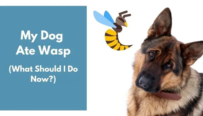 My Dog Ate Wasp