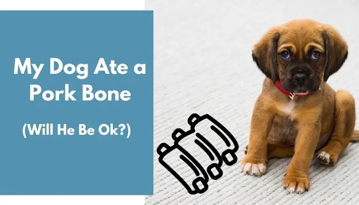 My Dog Ate a Pork Bone - Will He Be Ok? (Important Facts) - AnimalFate My Dog Ate Paint Will He Be Ok