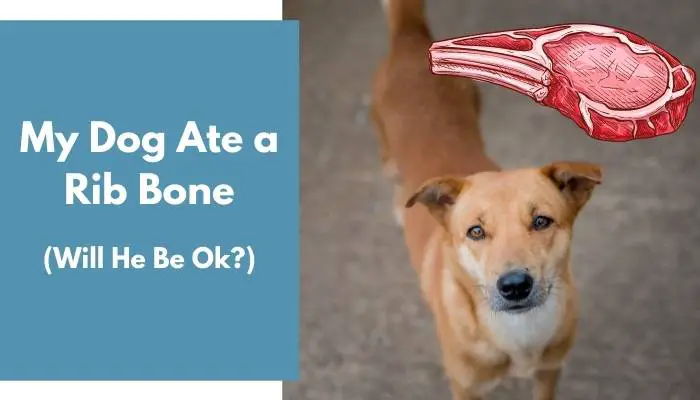 My Dog Ate a Rib Bone - Will He Be Ok? (Important Facts) - AnimalFate