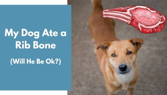 My Dog Ate A Rib Bone Will He Be Ok Important Facts Animalfate