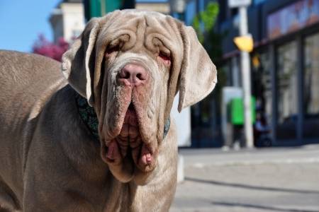 Neapolitan Mastiff