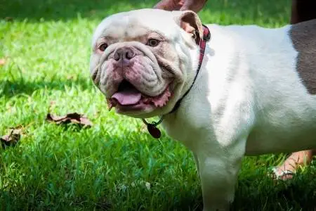 Olde English Bulldogge