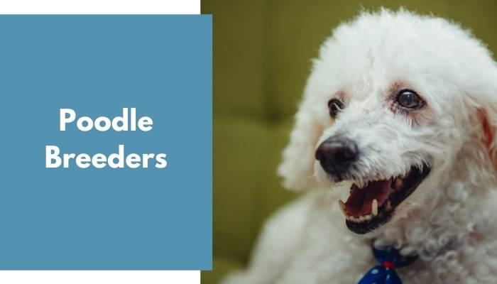 Poodle Breeders