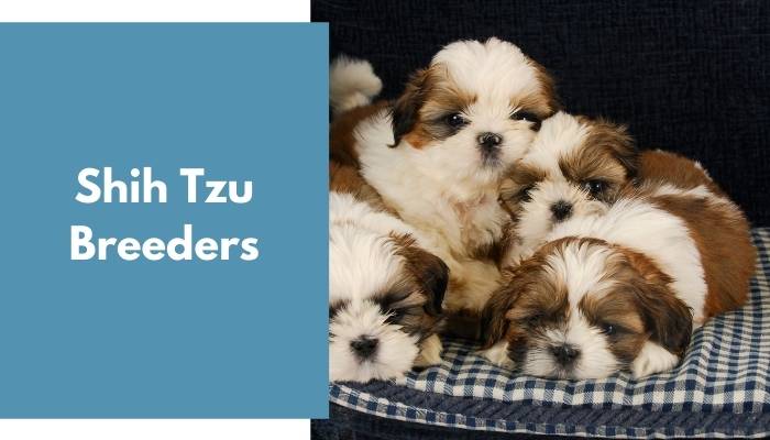 Shih Tzu Breeders Shih Tzu Puppies For Sale Animalfate