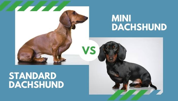 Standard Dachshund vs. Mini Dachshund (All You Need to