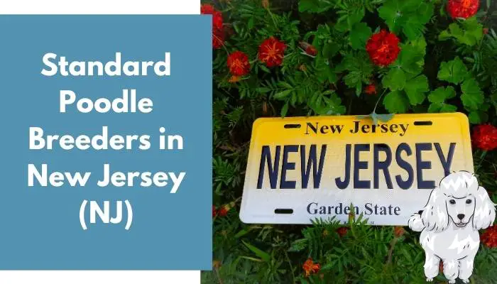 Standard Poodle Breeders in New Jersey (NJ)