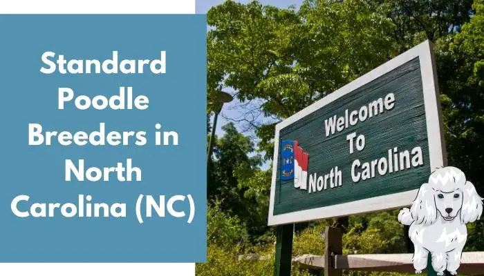 Standard Poodle Breeders in North Carolina (NC)