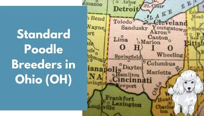 Standard Poodle Breeders in Ohio (OH)