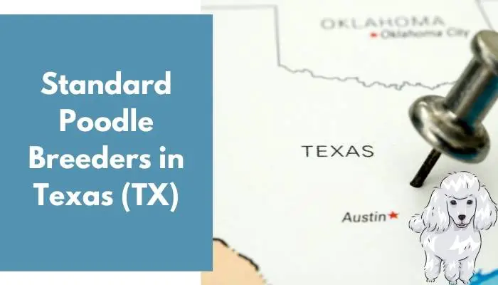 Standard Poodle Breeders in Texas (TX)