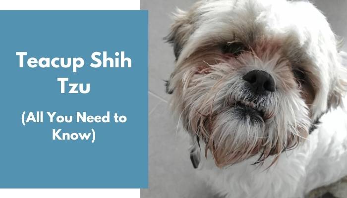 Teacup Shih Tzu dog breed